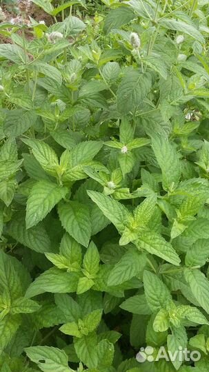 Душица и Мята