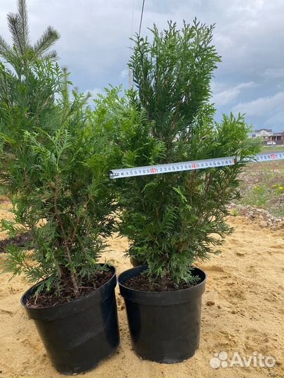 Туя Корник, туя Смарагд туя Брабант