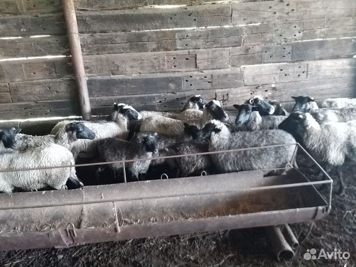 Романовские овцы