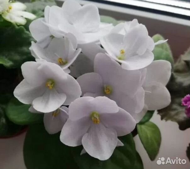 Цветы фиалки