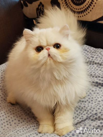 Персидская кошка