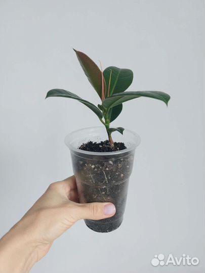 Фикус эластика