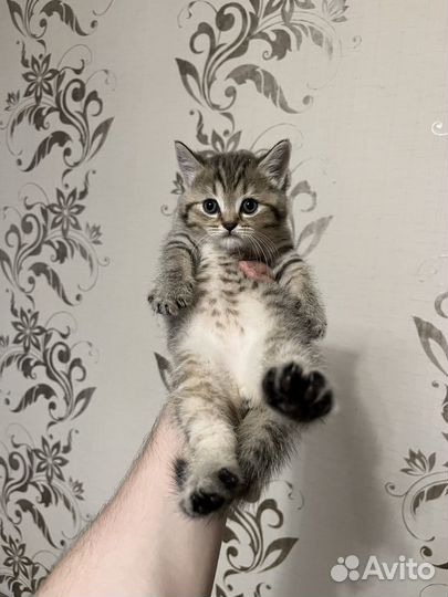 Шотландские вислоухие котята