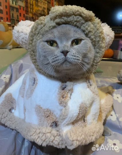 Пончо для собаки