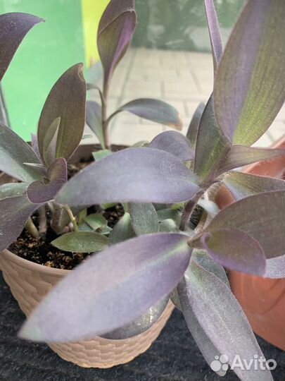 Сеткреазия пурпурная