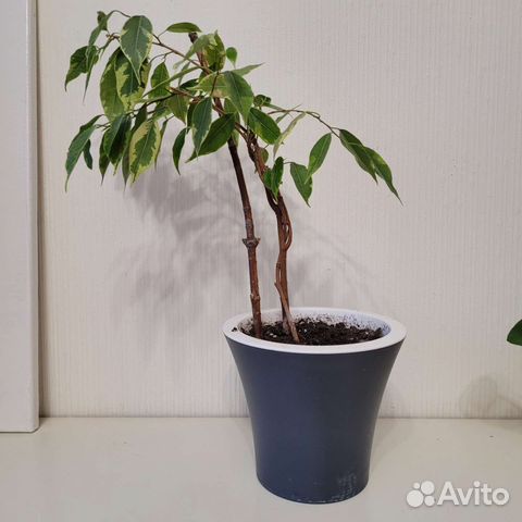 Фикус Бенджамина вариегатный пёстрый