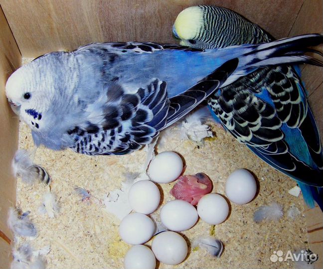 Попугайчики молоденькие волнистые,ручные из гнезда