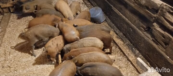 Продам поросят