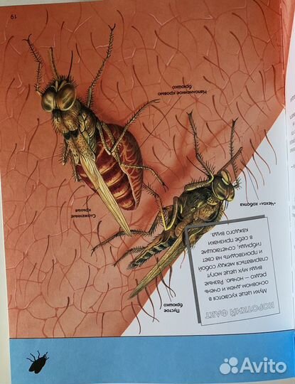 Энциклопедия Насекомые