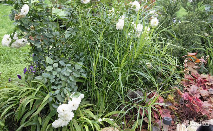 Садовые злаки осоки и мискантусы