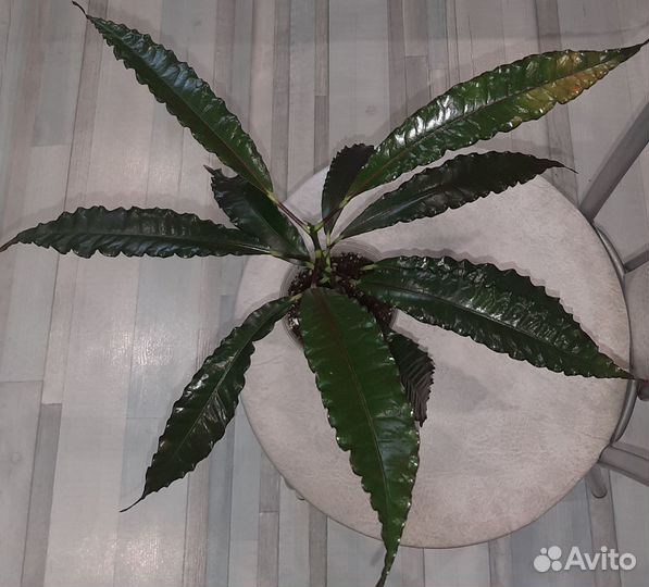 Кротон Pie Crust Total Red Black