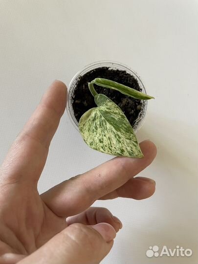 Эпипремнум марбл квин сциндапсус