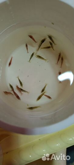 Аквариумные креветки неокардины, wild