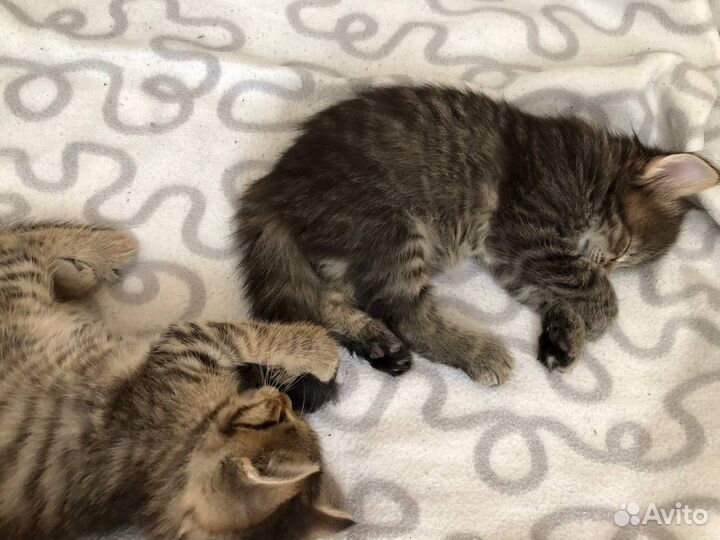 Отдам котят бесплатно