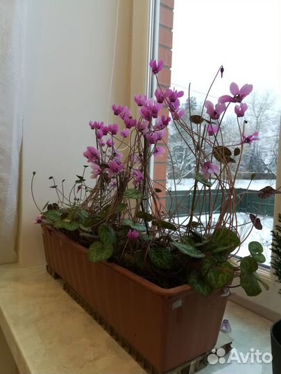 Цикламен ароматный краснеющий европейский семена