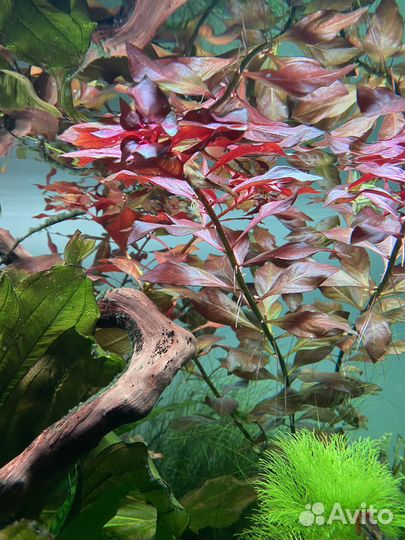 Аквариумные растения