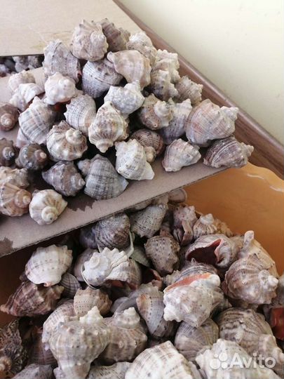 Ракушка рапан