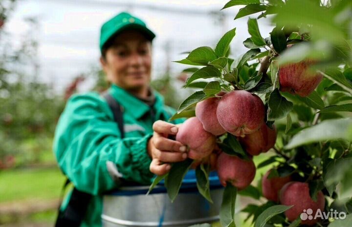 Требуется Работник по сборке яблок