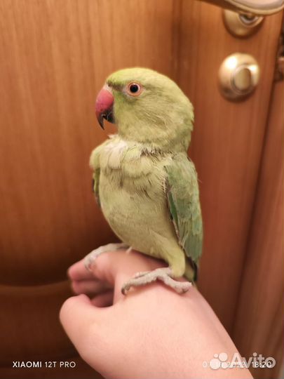 Ожереловый попугай самка