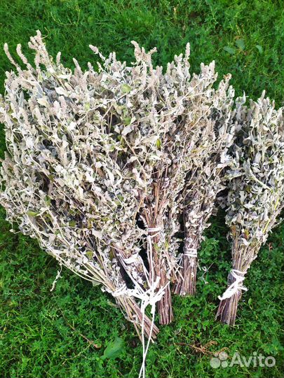 Лечебные травы для бани, сбор 2023 год