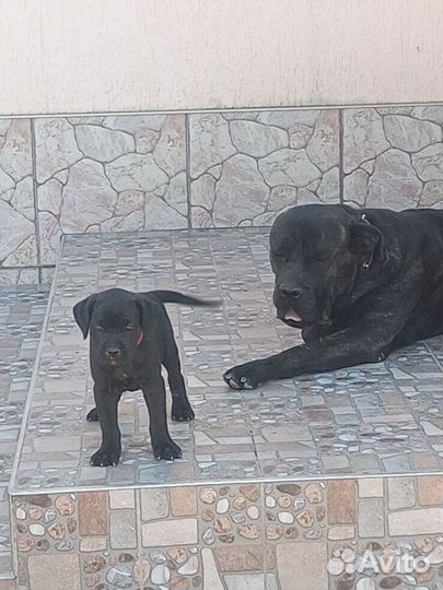 Щенки Кане Корсо Девочки