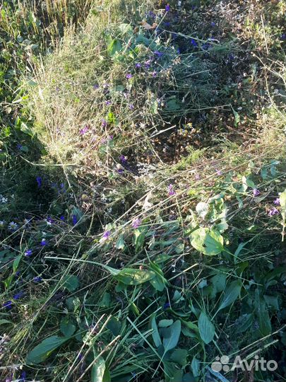 Cено степное (рулоны),костёр,житняк суданка