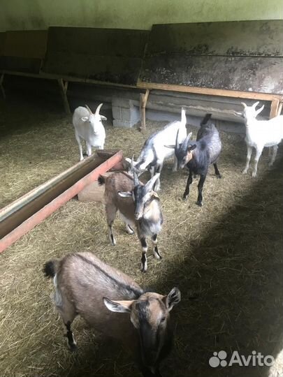 Козлотур Козлята 2 поколения
