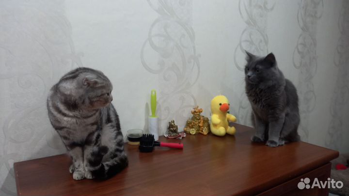 Шотландские котята