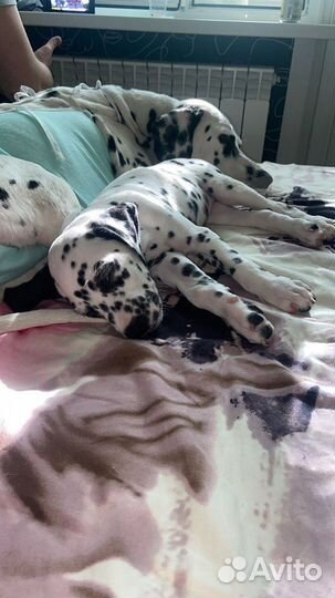 Щенки далматина