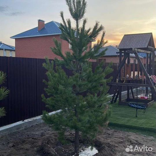 Сосна обыкновенная