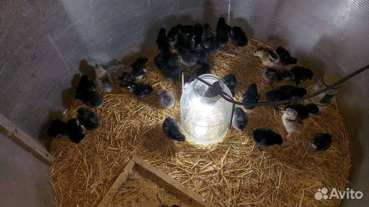 Цыплята домашних кур