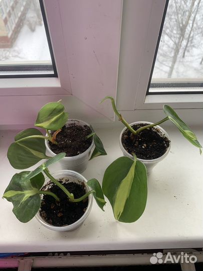 Филодендрон бразил