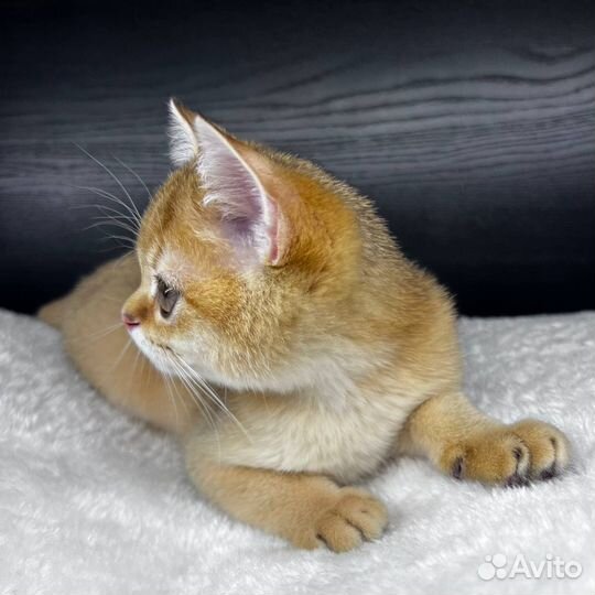Котенок