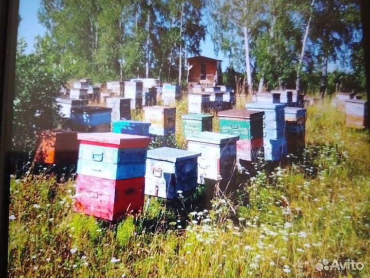 Продам ульи дадан