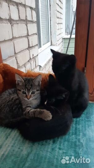 Микрокитики