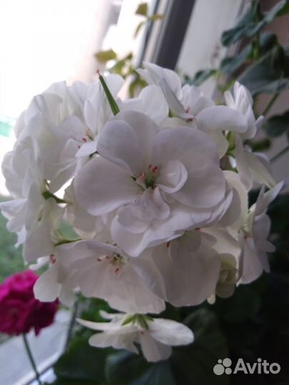 Комнатные растения и цветы