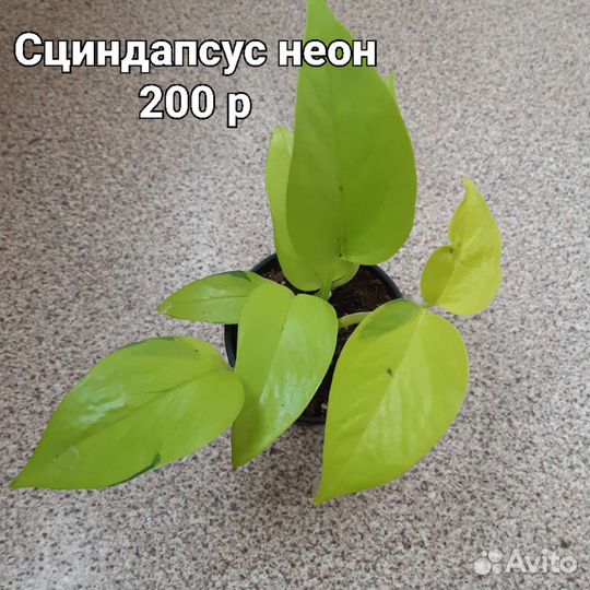 Сциндапсус