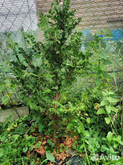 Футболки 3шт