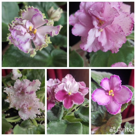 Фиалки сортовые цветущие