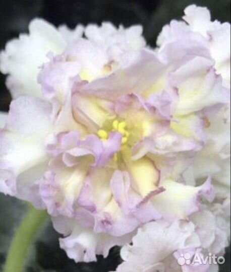 Фиалка сортовая