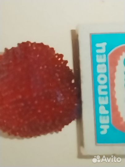 Саженцы тибетский малины