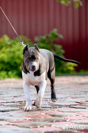 Американский булли тип XL