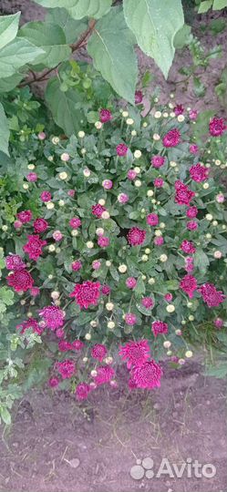 Хризантемы мультифлора