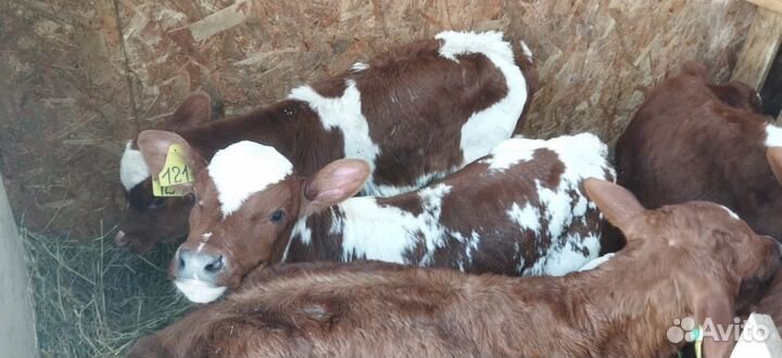 Телята бычки тёлки доставка бесплатно