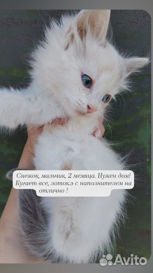 Котята в добрые руки