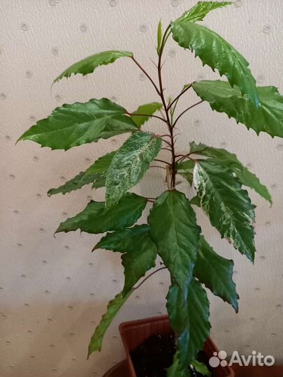 Гибикус -комнатная роза Снежная королева