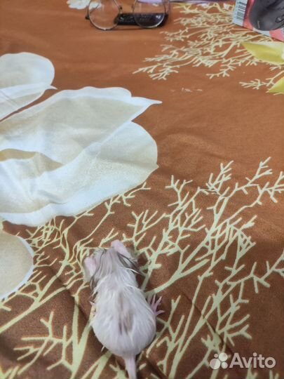 Крыса дамбо