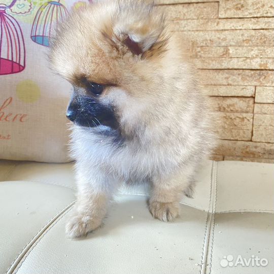 Шпице мишки