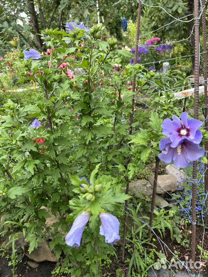 Гибискус садовый