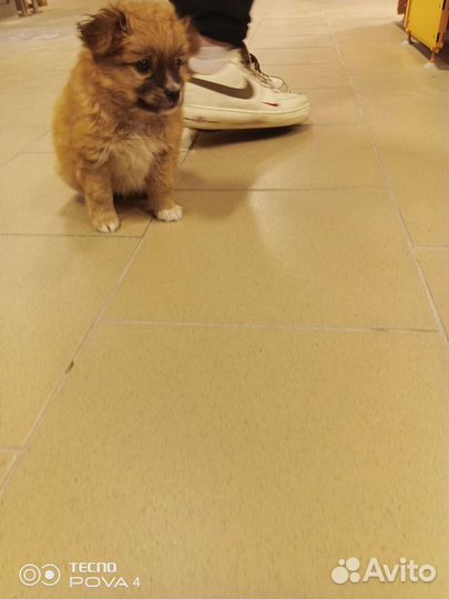 Щенок в добрые руки маленькой собаки